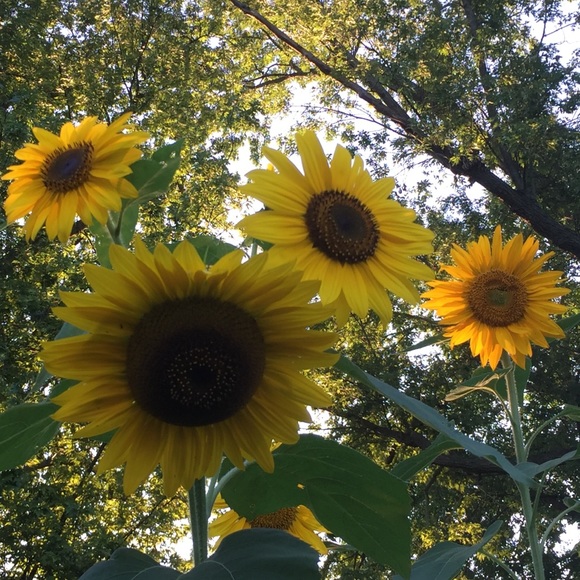 Meet your Posher, Lisa - Picture 2 of 8